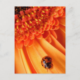 Sommerfarbe Postkarte