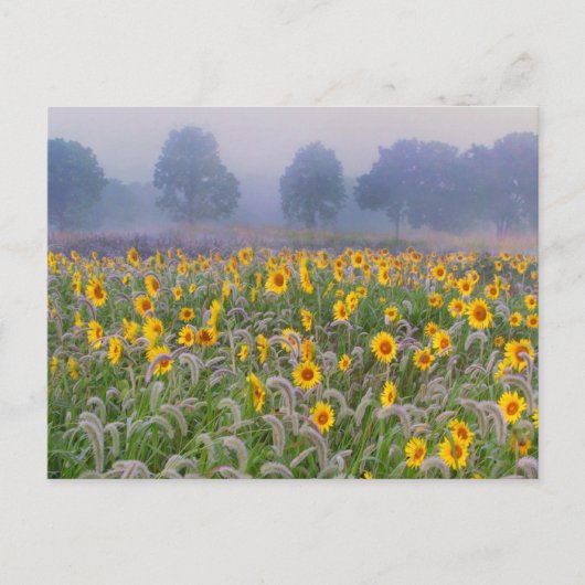 Sommerfelder Postkarte (Vorderseite)