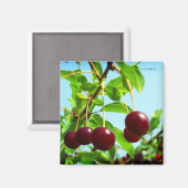 Sommerfreuden - rote Kirschen Magnet (Vorderseite/Rückseite)