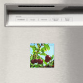 Sommerfreuden - rote Kirschen Magnet (In Situ (Geschirrspüler))