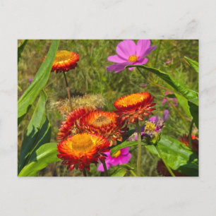Sommergarten Feiertagspostkarte