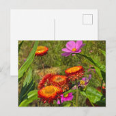 Sommergarten Feiertagspostkarte (Vorne/Hinten)