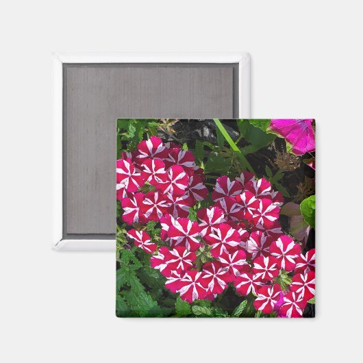 Sommergarten Magnet (Vorderseite/Rückseite)