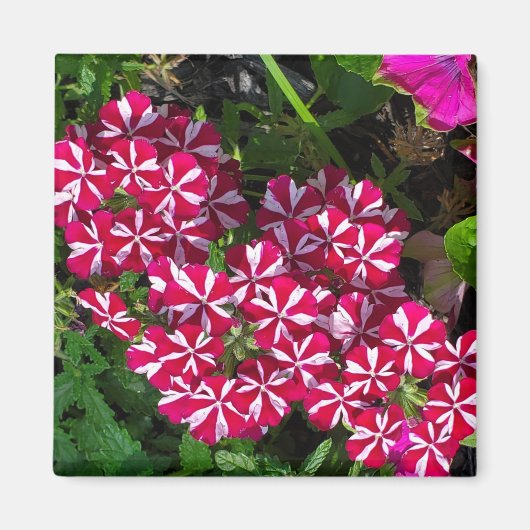 Sommergarten Magnet (Vorne)