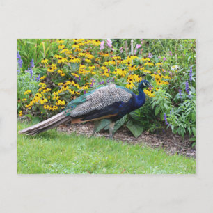Sommergarten mit Pfauenpostkarte Postkarte