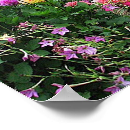 Sommergarten Poster (Ecke)