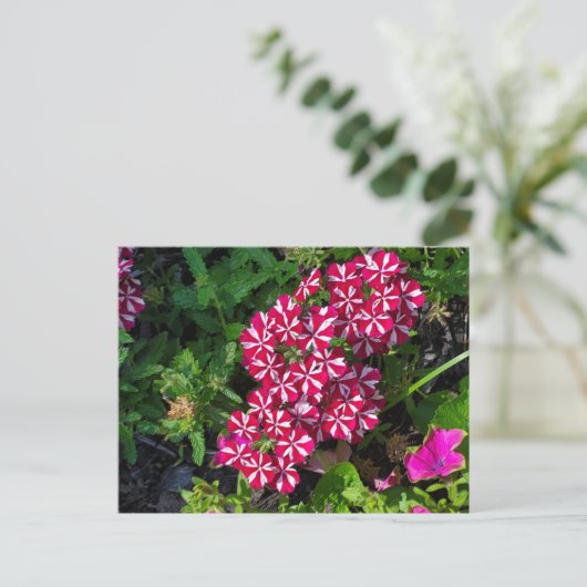 Sommergarten Postkarte (Stehend Vorderseite)