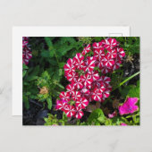 Sommergarten Postkarte (Vorne/Hinten)