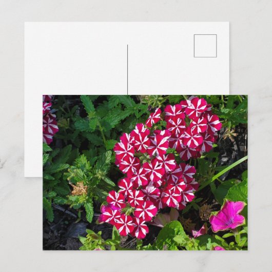 Sommergarten Postkarte (Vorne/Hinten)