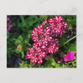 Sommergarten Postkarte (Vorderseite)