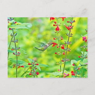 Sommergarten Postkarte