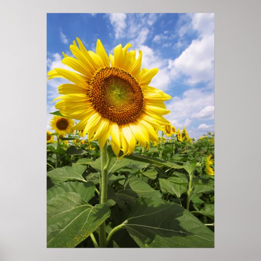 Sommergelbe Sonnenblumen Foto Naturwall Poster (Vorne)