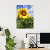 Sommergelbe Sonnenblumen Foto Naturwall Poster (Heimbüro)