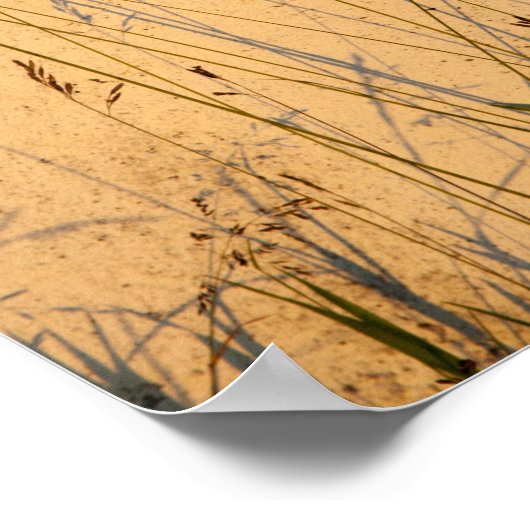 Sommergras und Schatten Postkarte Poster (Ecke)