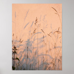 Sommergras und Schatten Postkarte Poster