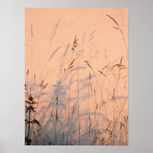 Sommergras und Schatten Postkarte Poster (Vorne)