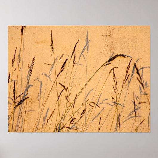 Sommergras und Schatten Postkarte Poster (Vorne)