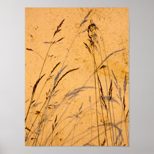 Sommergras und Schatten Postkarte Poster