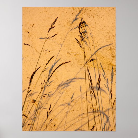 Sommergras und Schatten Postkarte Poster (Vorne)