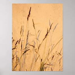 Sommergras und Schatten Postkarte Poster