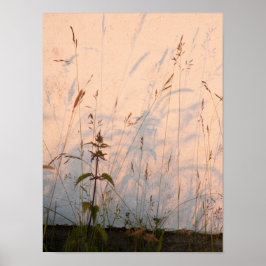 Sommergras und Schatten Postkarte Poster