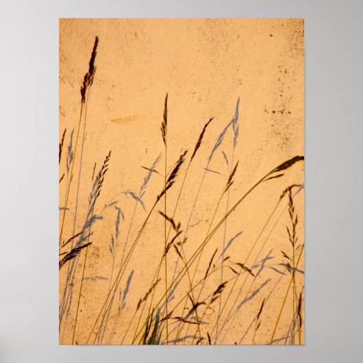 Sommergras und Schatten Postkarte Poster (Vorne)