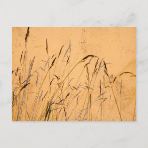 Sommergräser und Schatten Postkarte