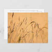 Sommergräser und Schatten Postkarte (Vorne/Hinten)