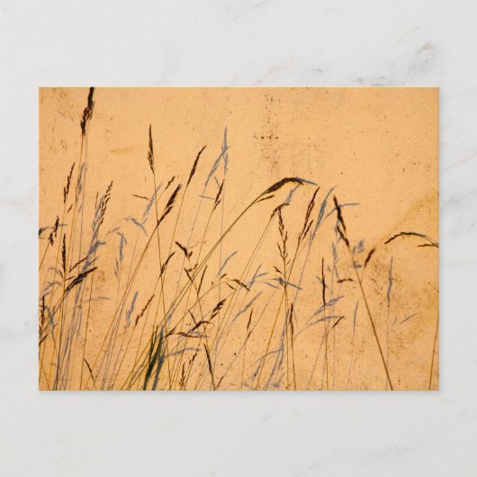 Sommergräser und Schatten Postkarte (Vorderseite)