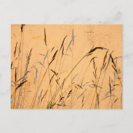 Sommergräser und Schatten Postkarte