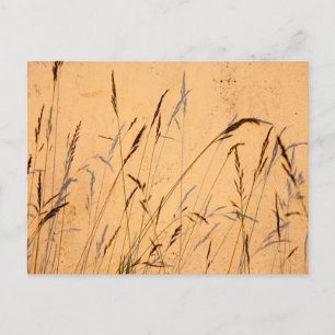 Sommergräser und Schatten Postkarte