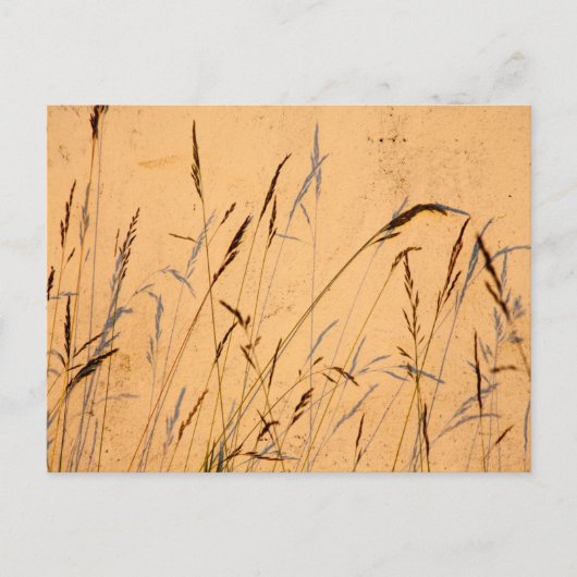 Sommergräser und Schatten Postkarte (Vorderseite)