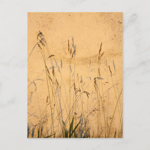 Sommergräser und Schatten Postkarte