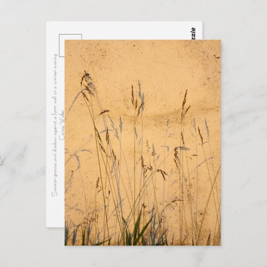 Sommergräser und Schatten Postkarte (Vorne/Hinten)