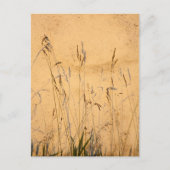 Sommergräser und Schatten Postkarte (Vorderseite)
