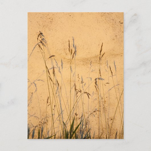 Sommergräser und Schatten Postkarte (Vorderseite)