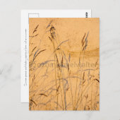 Sommergräser und Schatten Postkarte (Vorne/Hinten)
