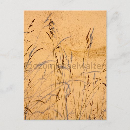 Sommergräser und Schatten Postkarte (Vorderseite)