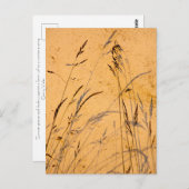 Sommergräser und Schatten Postkarte (Vorne/Hinten)
