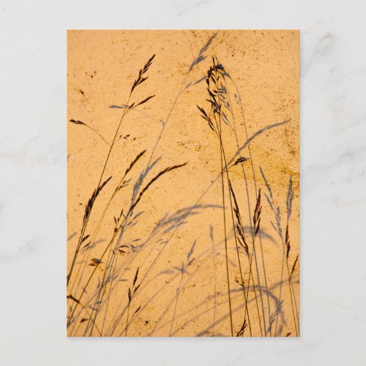 Sommergräser und Schatten Postkarte (Vorderseite)