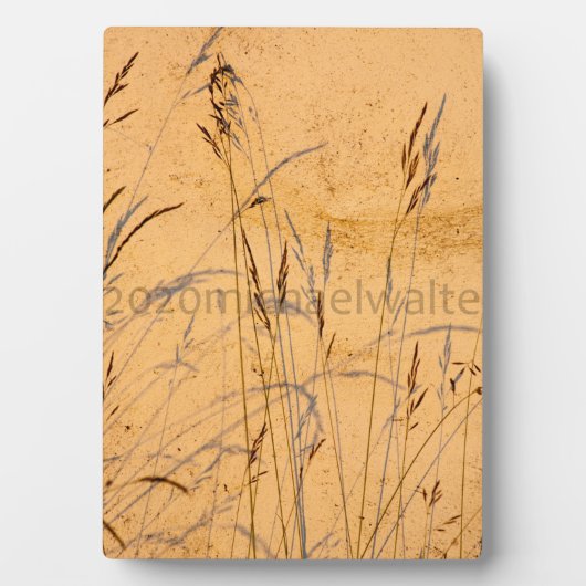Sommergräser und Schatten Postkartenverpackung Acr Fotoplatte (Vorderseite)