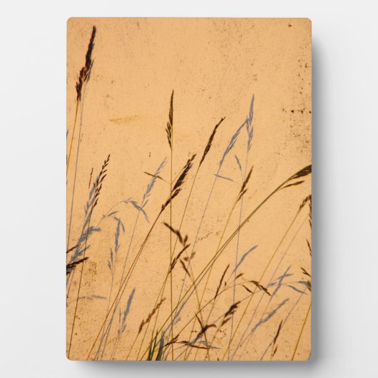 Sommergräser und Schatten Postkartenverpackung Acr Fotoplatte (Vorderseite)