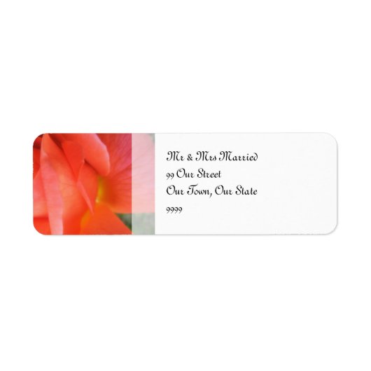 Sommerhochzeit der Rose (Vorne)