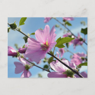 Sommerliche Blume (Baummoor) Postkarte