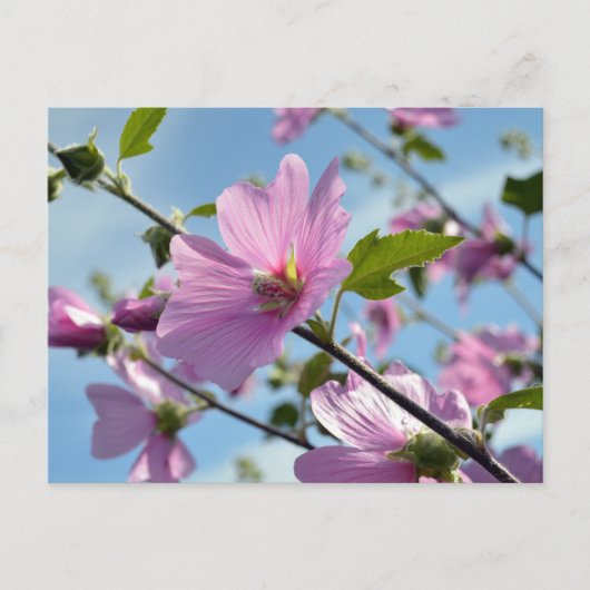 Sommerliche Blume (Baummoor) Postkarte (Vorderseite)
