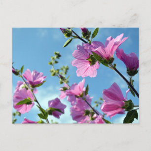 Sommerliche Blume (Baummoor) Postkarte