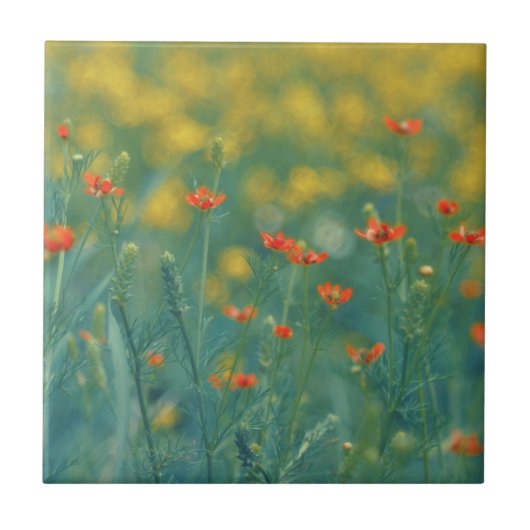 Sommerliche Blume (Blumenfeld) (Rote Blume) Fliese (Vorderseite)