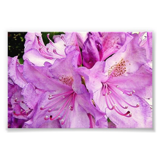 Sommerliche Blume Fotodruck (Vorne)