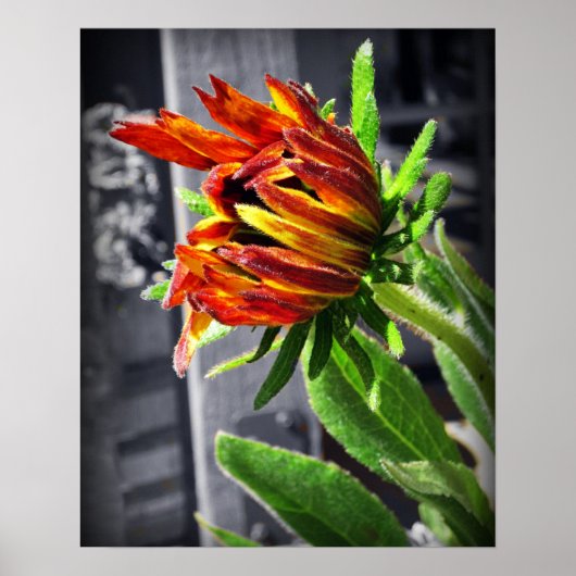 Sommerliche Blume Poster (Vorne)