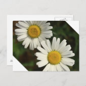 Sommerliche Blume Postkarte (Vorne/Hinten)